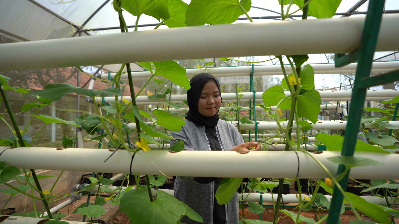 Sukses Bisnis Sayur, Alumnus SMKN 2 Subang Miliki Omzet Puluhan Juta