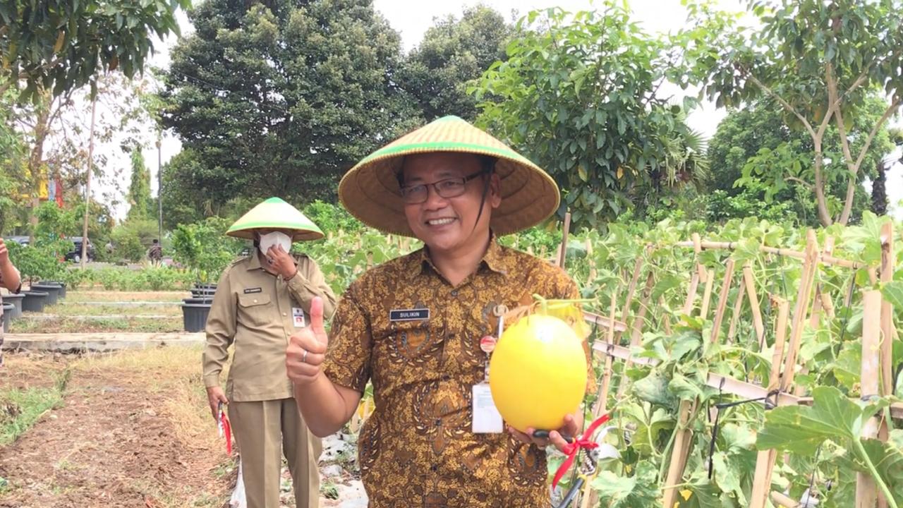 Tip Menanam Melon yang Baik dan Benar Ala SMKN 2 Slawi