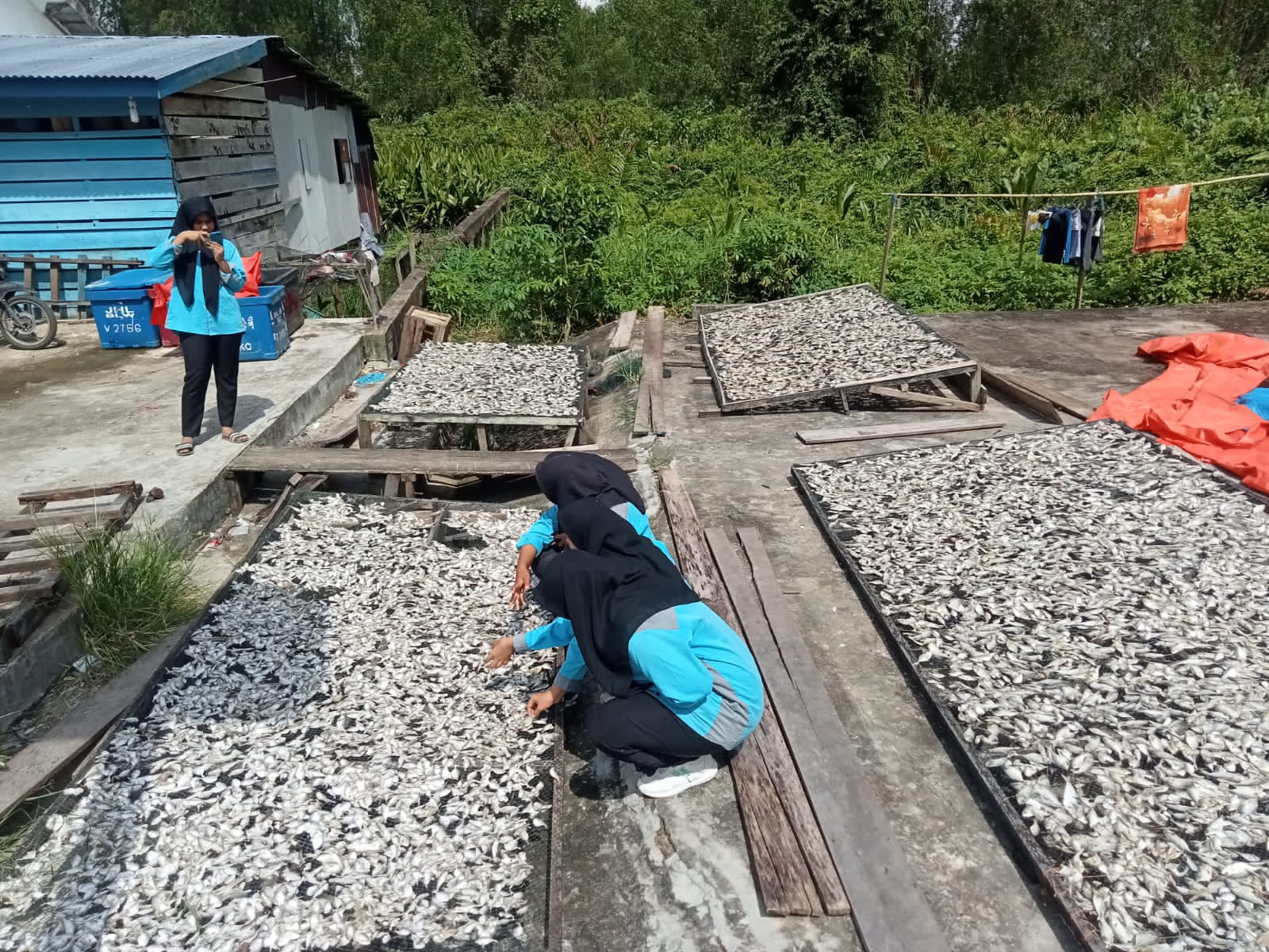 Sulap Ikan Sampah SMKN 2 Tanjung Jabung Timur Olah Ikan Rucah Jadi Tepung Pakan Ikan