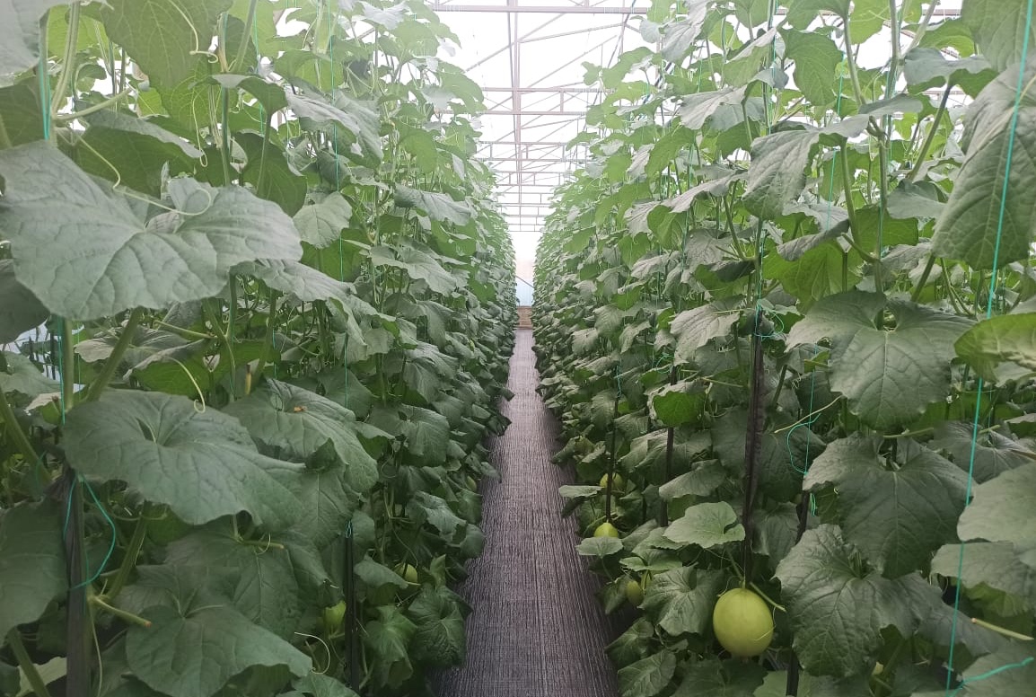 Kembangkan Greenhouse, SMKN 1 Simpang Hilir Hasilkan Buah Melon Berkualitas