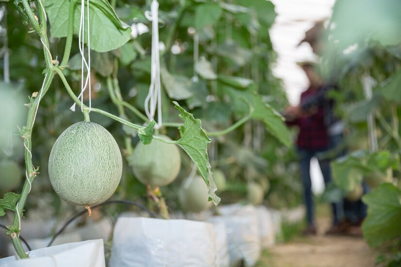 3 Tip Memilih Melon yang Manis dan Segar Menurut SMKN 1 Simpang Hilir