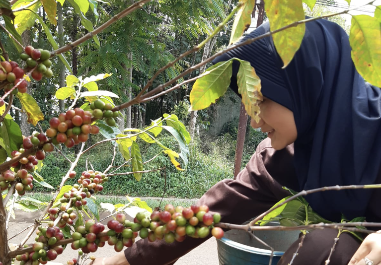 SMK PPN Sumedang Bagikan Macam-macam Jenis Kopi yang Bisa Ditanam di Indonesia