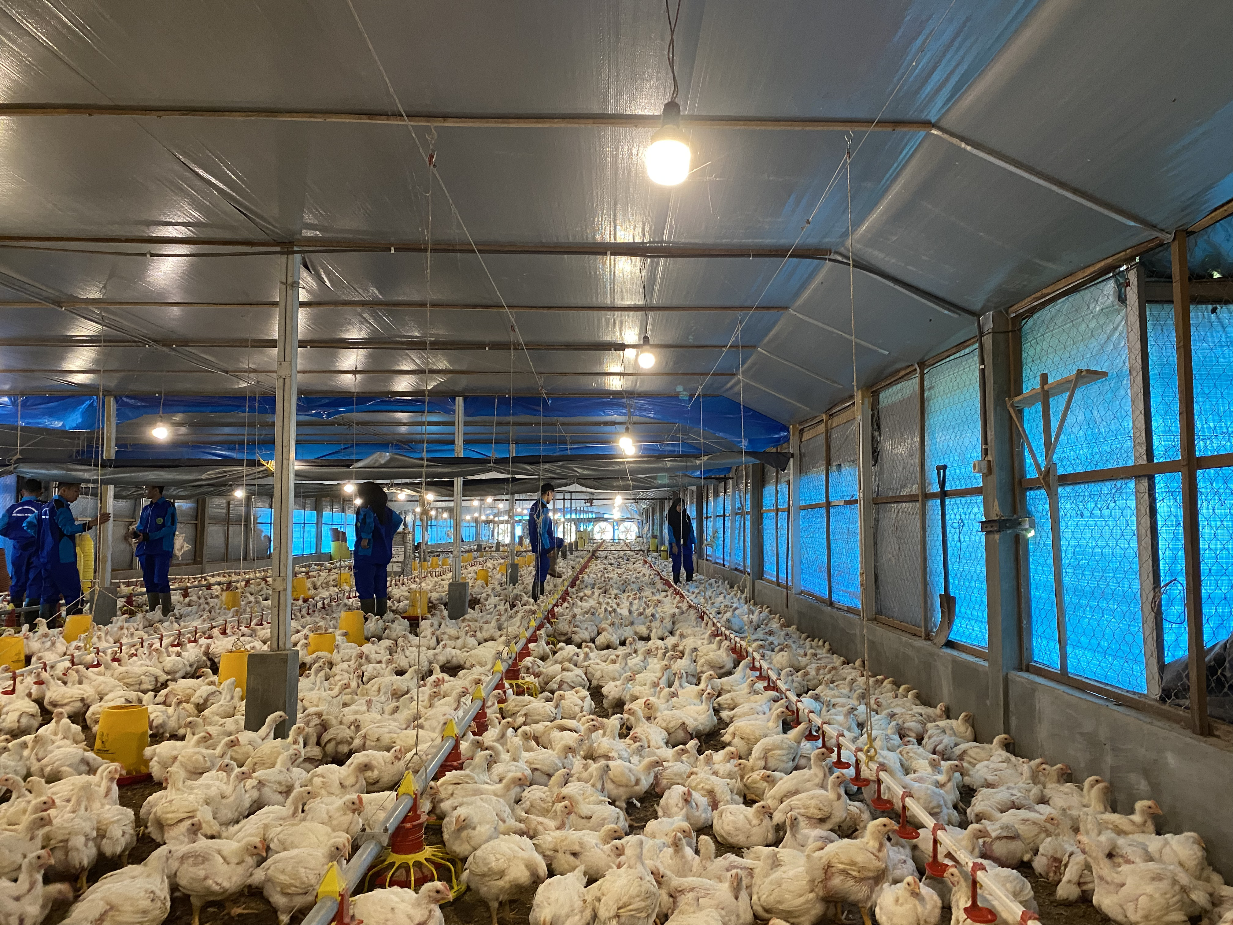 Hasilkan 25.000 Ekor Ayam Broiler dalam Satu Kali Panen, SMKN SPP Pelaihari Penuhi Kebutuhan Industri