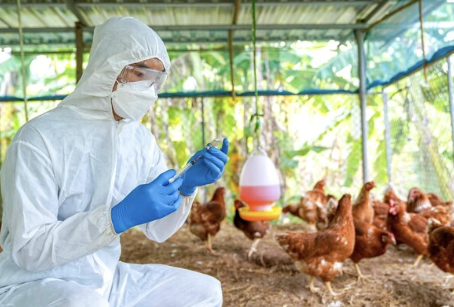 Ingin Jadi Peternak Ayam? Perhatikan Biosecurity untuk Hindari Kerugian dan Tingkatkan Kesehatan Hewan