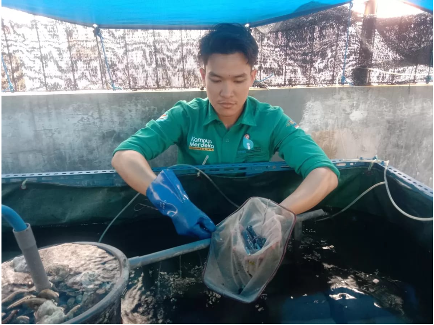 Jeli Melihat Peluang, Mahasiswa PPNS Sukses Merintis Usaha Budi Daya Lobster