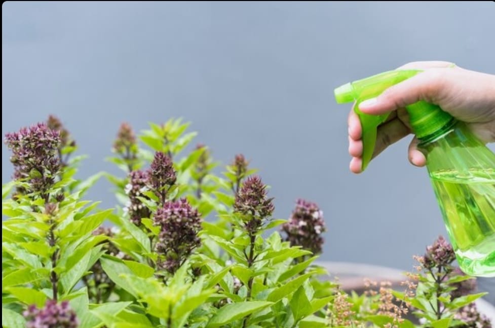 Dosen Polinela Olah Daun Kirinyuh Jadi  Bioherbisida untuk Pertanian Berkelanjutan