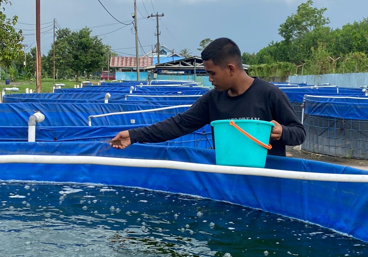 6 Kunci Sakti Budi Daya Ikan Lele Ala SMKN 2 Tanjung Jabung Timur