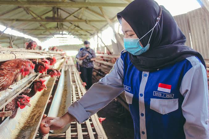 3 Hal yang Kamu Pelajari di SMK Jurusan Agribisnis Ternak Unggas