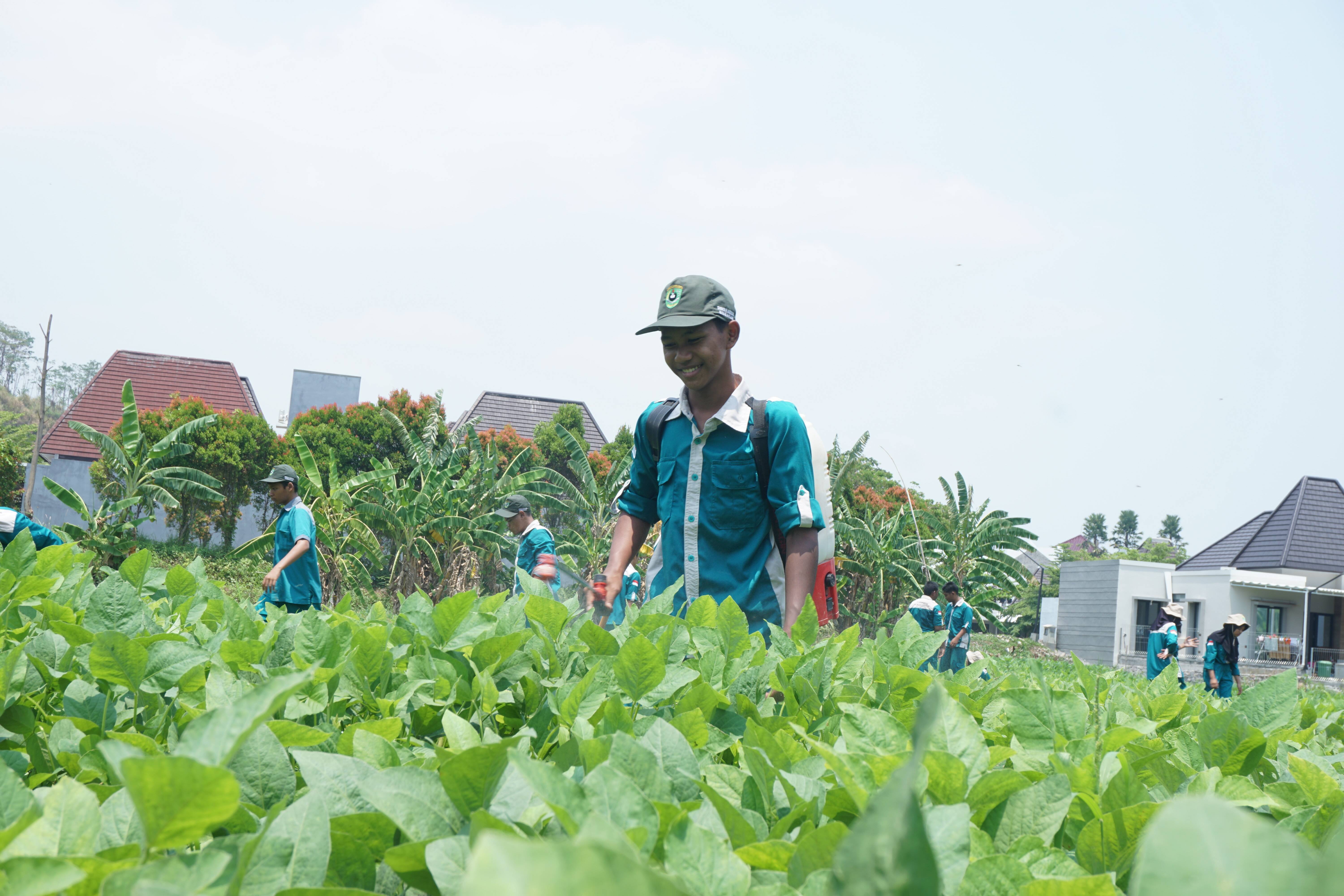 Libatkan Warga, SMKN H. Moenadi Ungaran Produksi Edamame Kualitas Ekspor