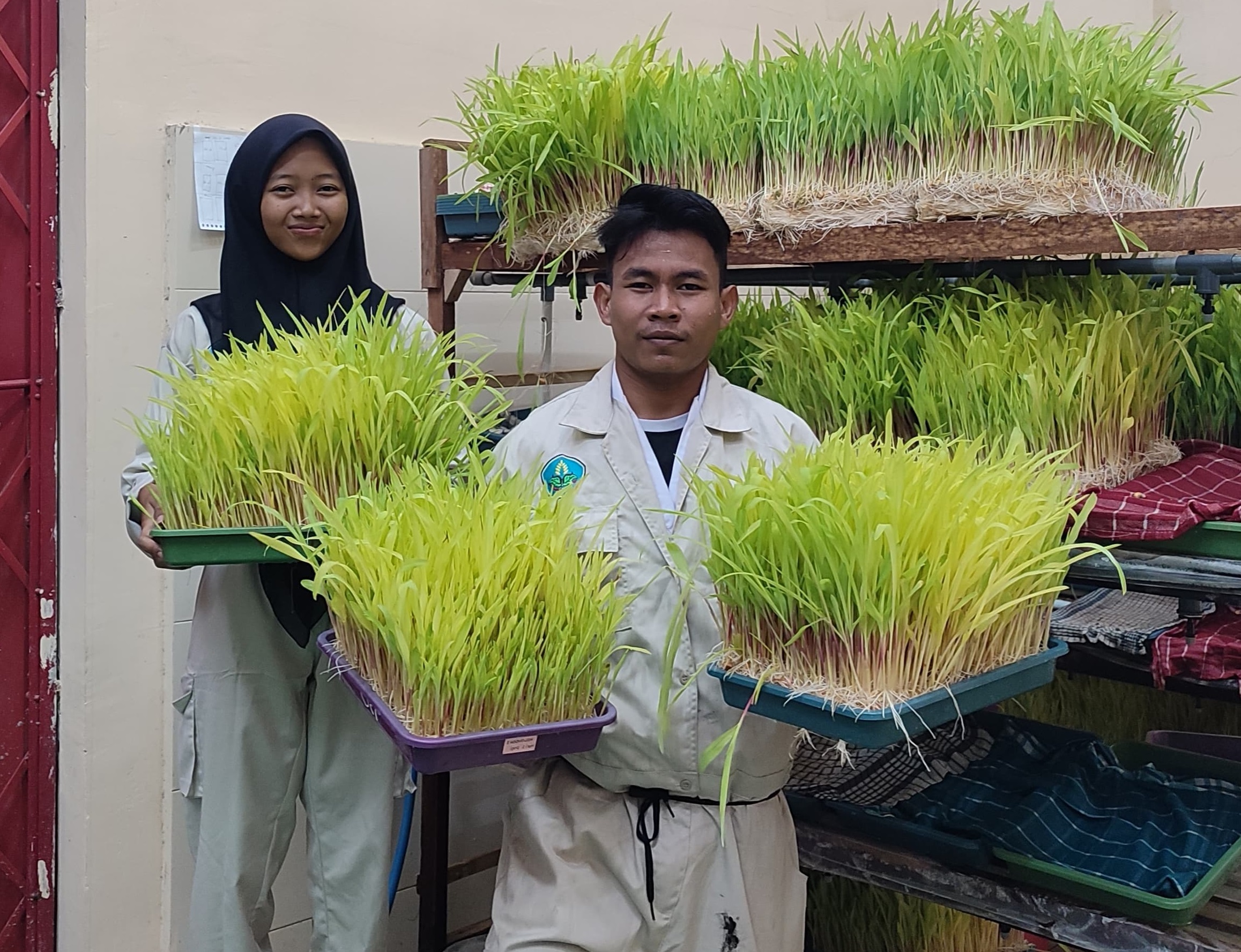 Dosen dan Mahasiswa Polije Ciptakan Suplemen Hidroponik Fodder Jagung untuk Efisiensi Lahan Hijauan Pakan Ternak