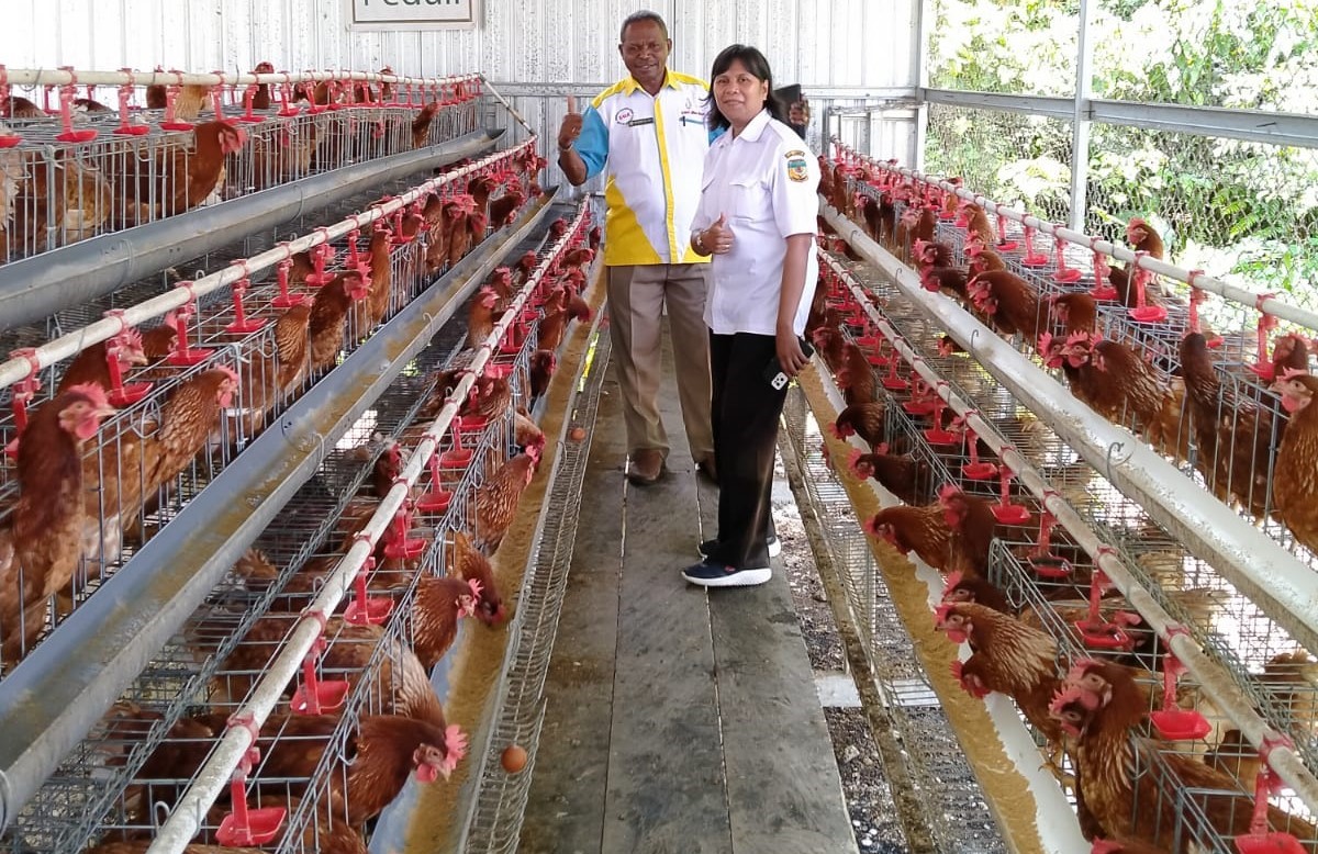 Merapat, Peternak Ayam Wajib Tahu Trik Ini