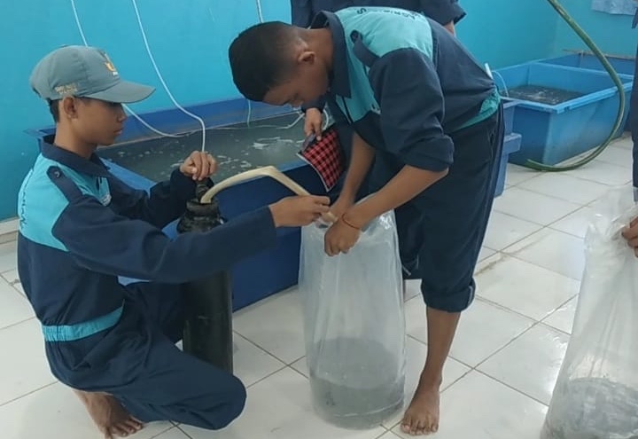 Penuhi Kebutuhan Masyarakat Maros, SMKN 1 Maros Kembangkan Pembiakan Bibit Ikan Nila