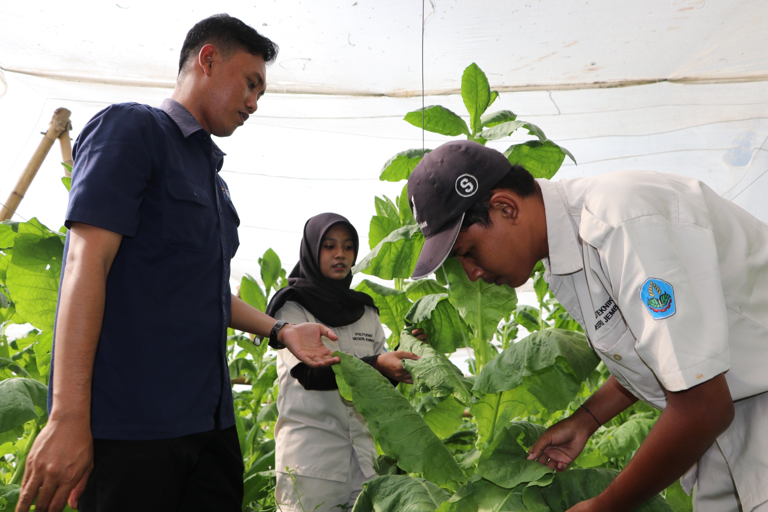 Kolaborasi Dosen dan Mahasiswa Polije Ciptakan Bibit Tembakau Kasturi dengan Daya Kecambah 87%