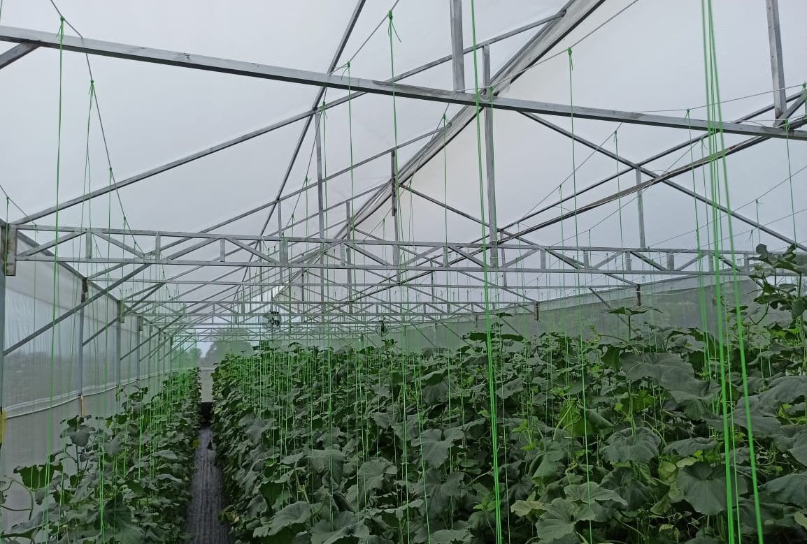 Kenali Dulu Sebelum Membuat, Tiga Jenis Greenhouse yang Perlu Kamu Ketahui