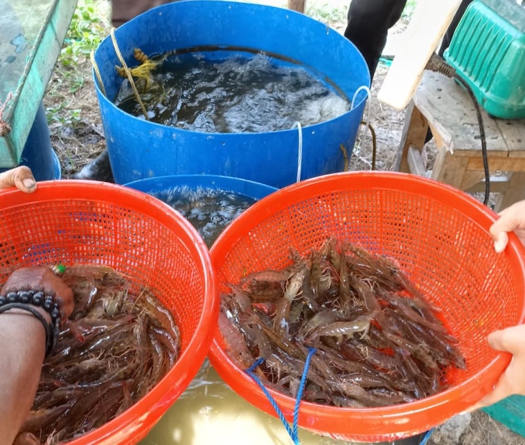 Pasok Kebutuhan di Pasar, SMKN 2 Indramayu Produksi Udang Vaname dan Ikan Nila