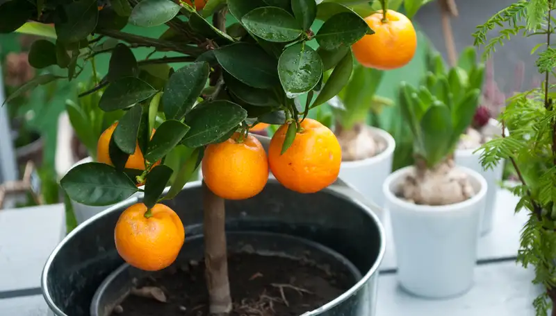 Berkebun di Lahan Sempit, Ini 5 Tip Menanam Buah di Pot Menurut SMK Pertanian